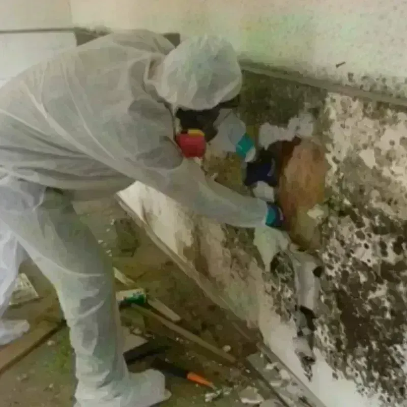 Mold Remediation and Removal in Grand Island, NY